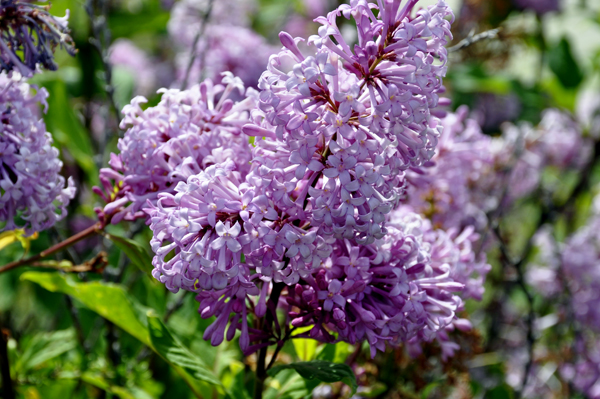 lilacs